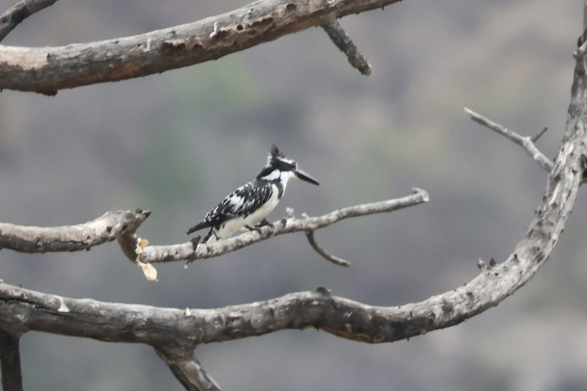 Pied Kingfisher - ML643905205