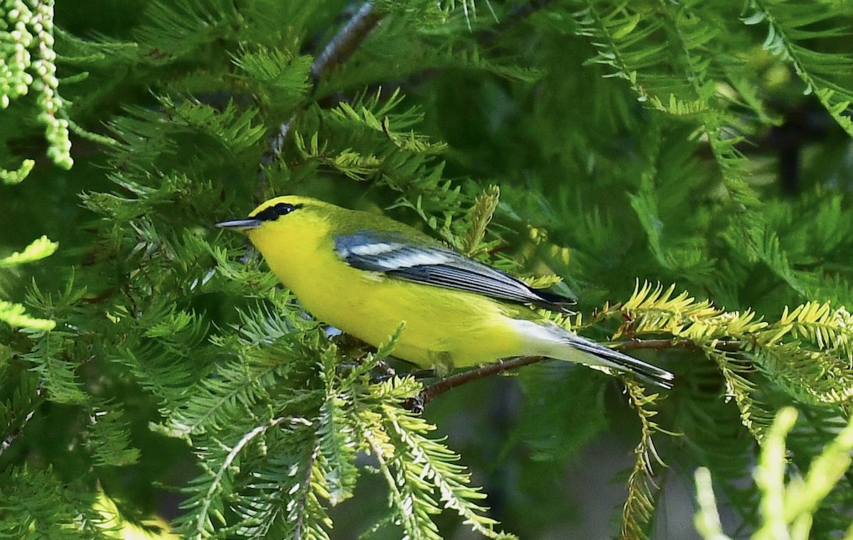 Blue-winged Warbler - ML643905208