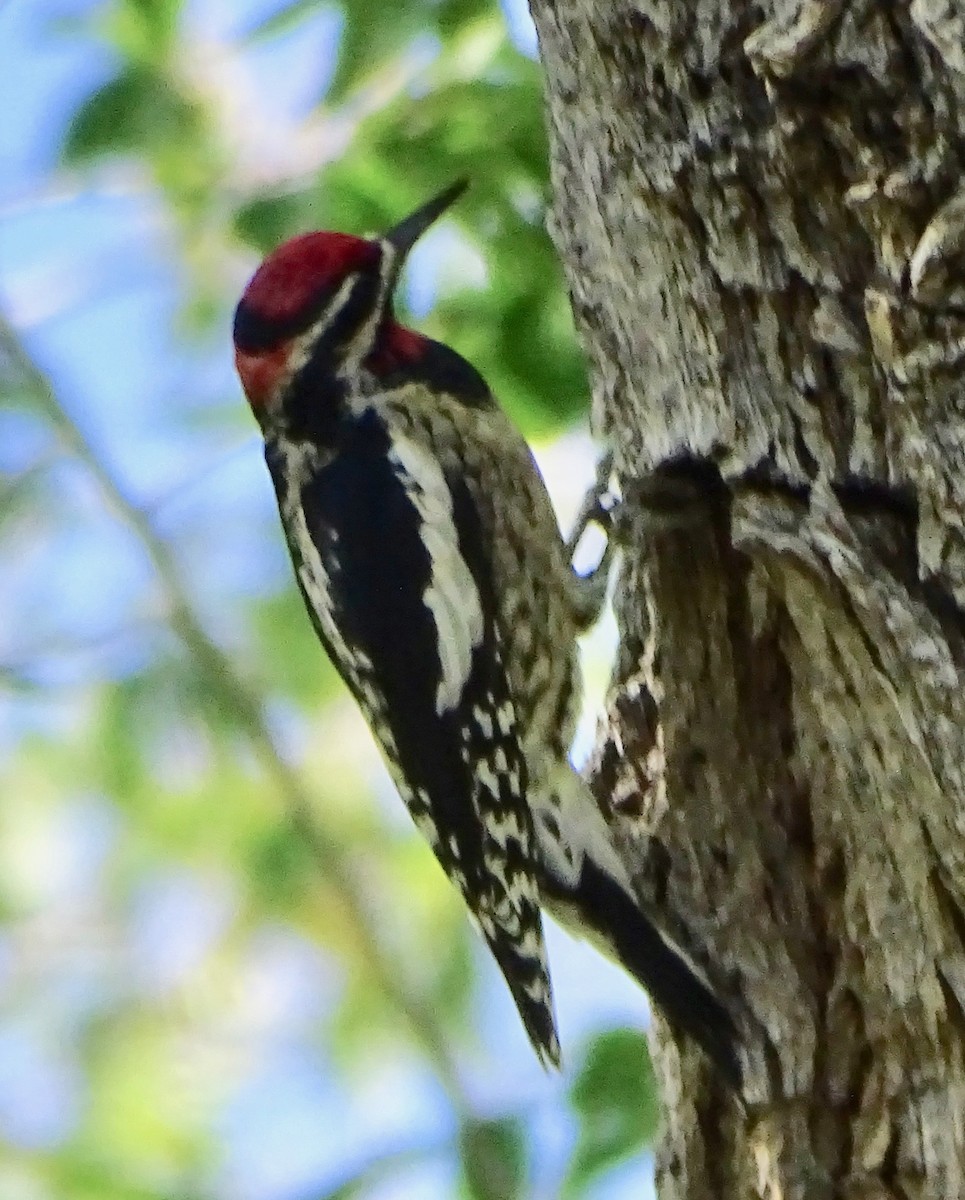 datel rudošíjný - ML643905223