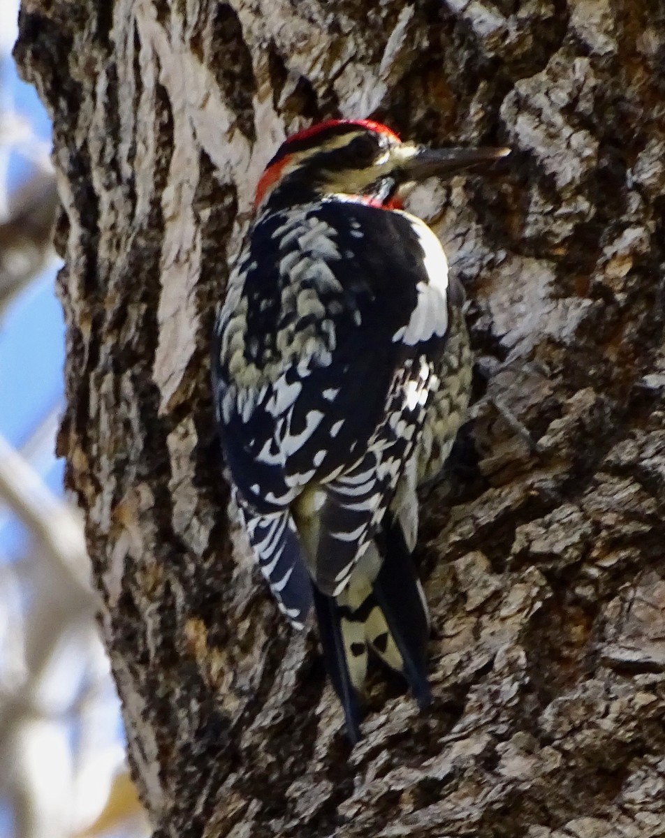 datel rudošíjný - ML643905225