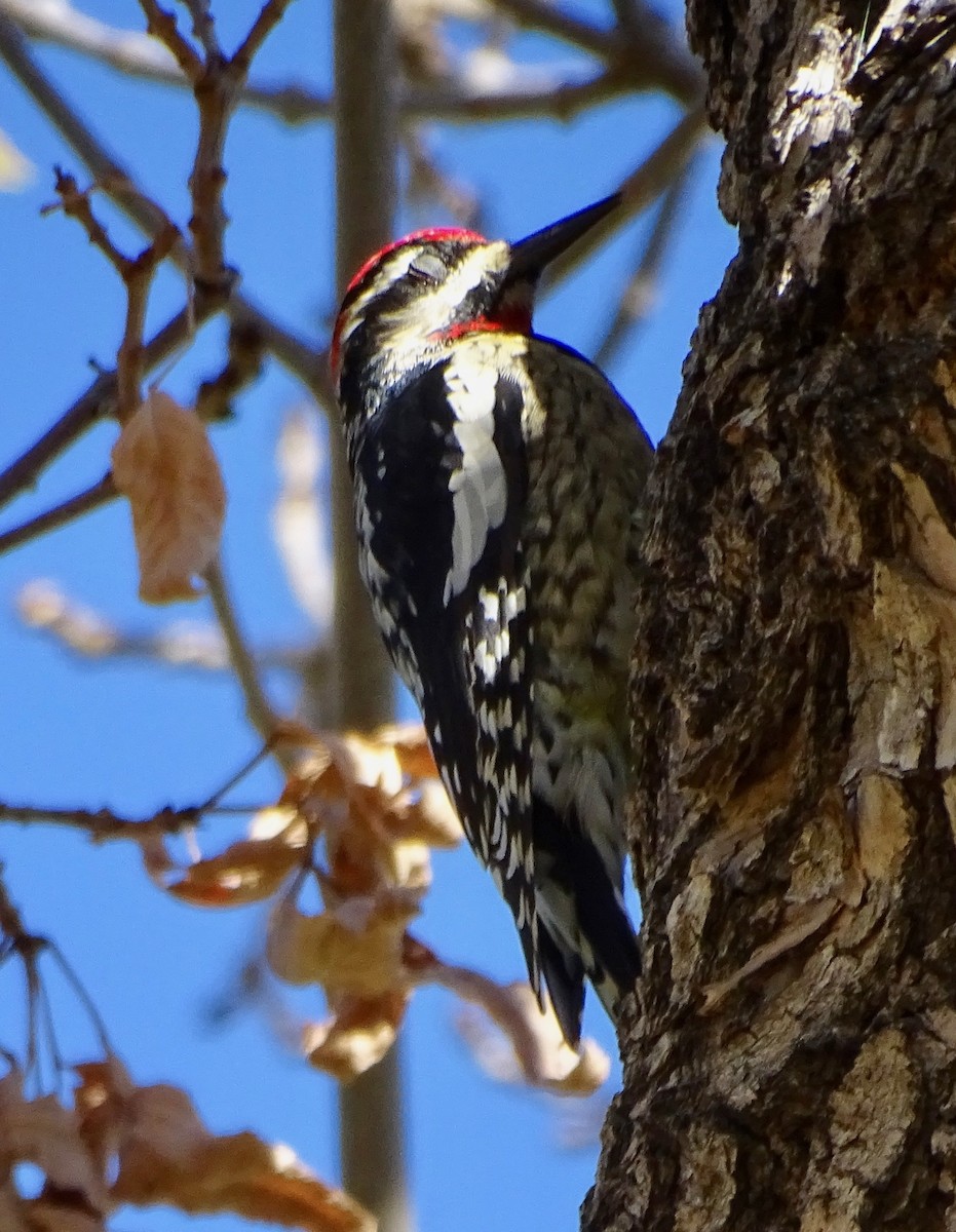 datel rudošíjný - ML643905226