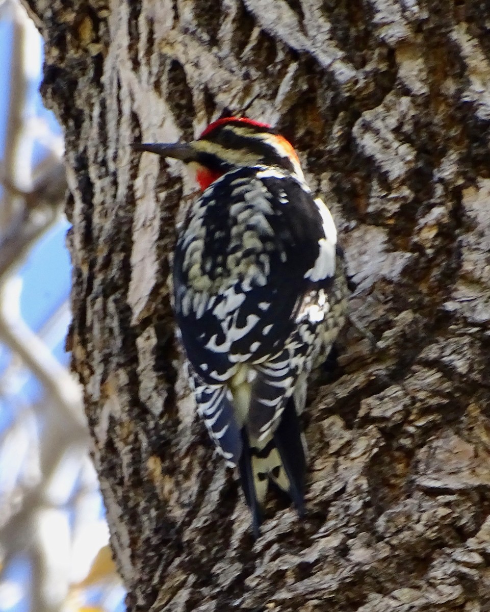 datel rudošíjný - ML643905227