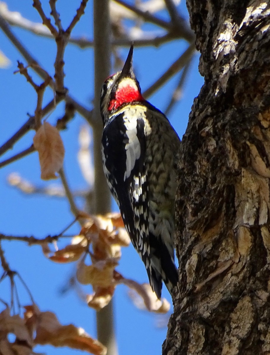 datel rudošíjný - ML643905228