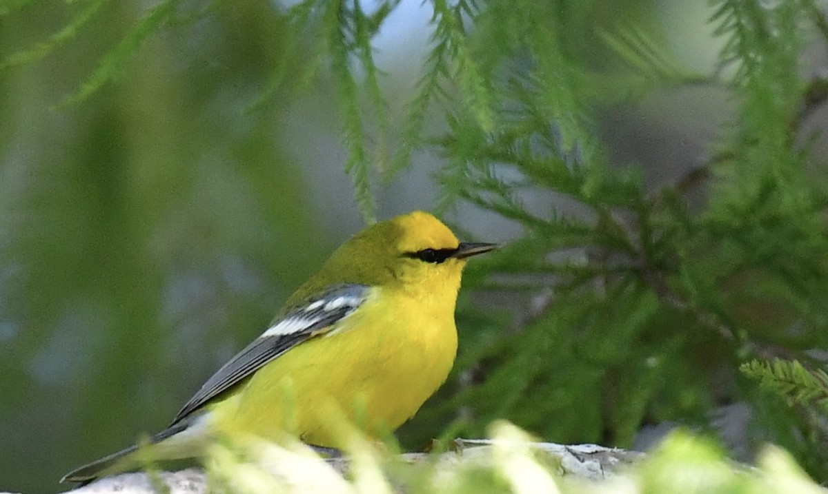 Blue-winged Warbler - ML643905233