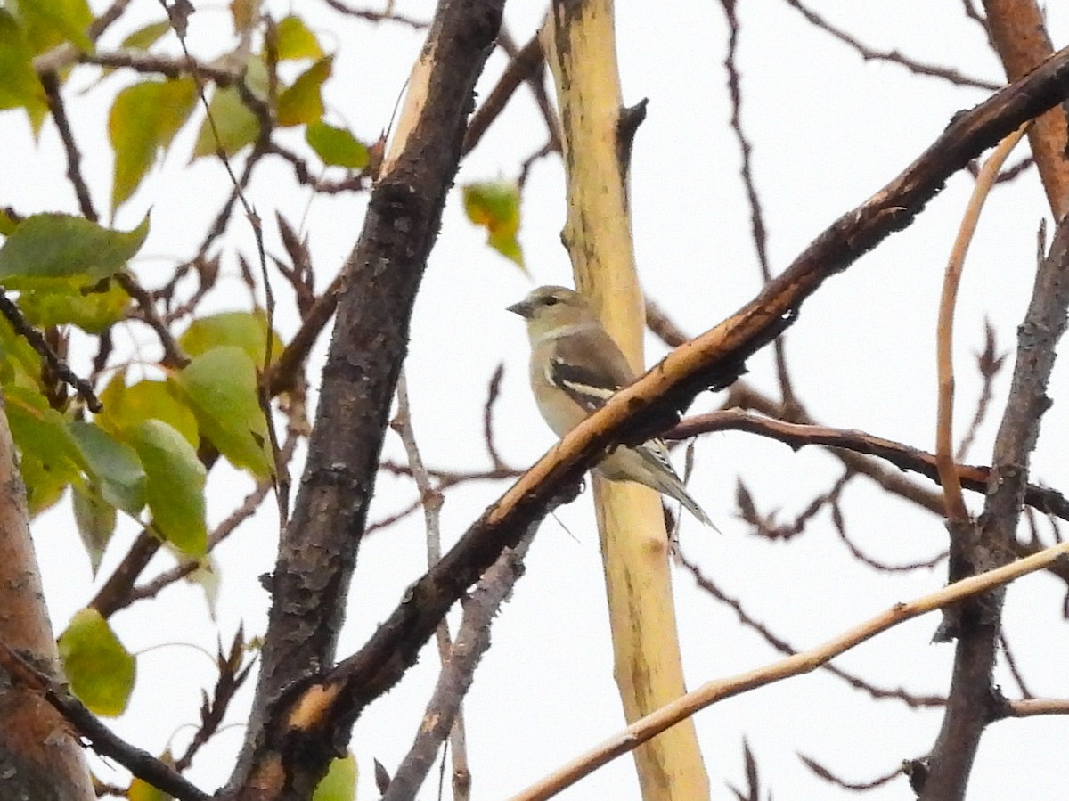 gulstillits - ML643905245