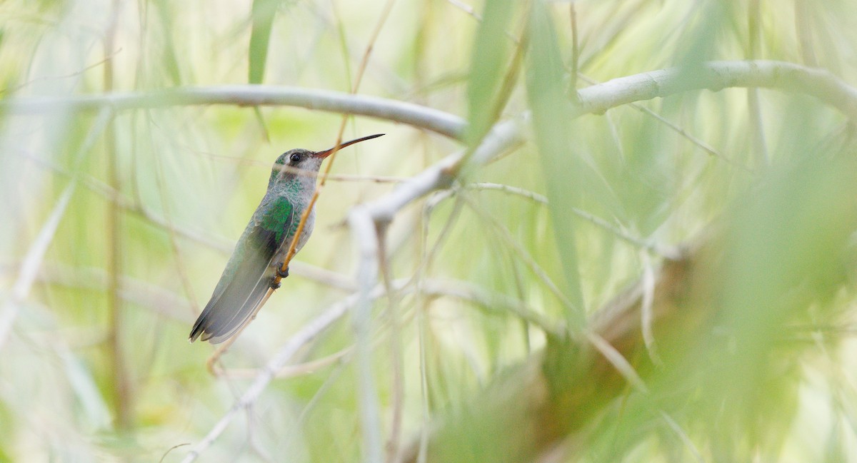 Broad-billed Hummingbird - ML643905258