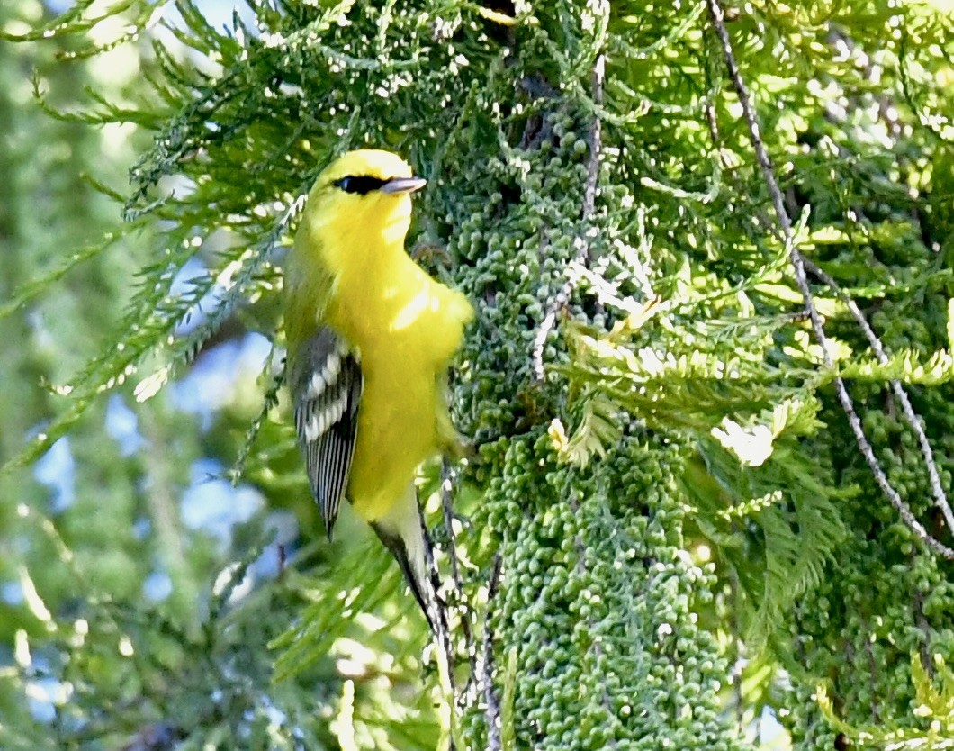 Blue-winged Warbler - ML643905259