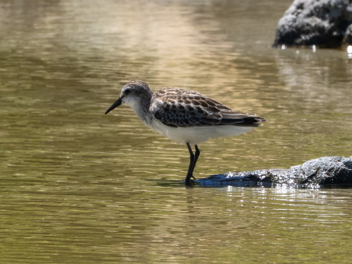 Semipalmated Sandpiper - ML643905294