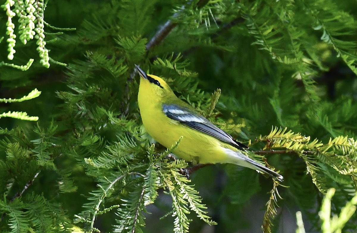 Blue-winged Warbler - ML643905298
