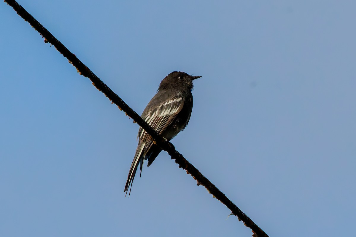 Black Phoebe - ML643905308