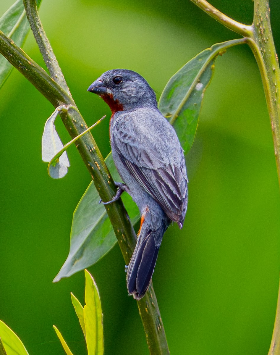 Chestnut-bellied Seedeater - ML643905309