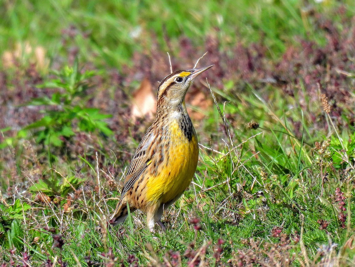 Eastern Meadowlark - ML643905310