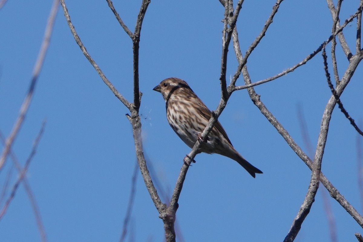 Purple Finch - ML643905321