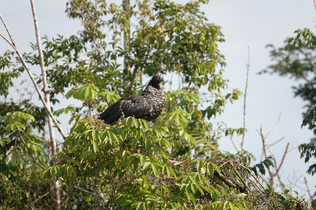 Chajá Añuma - ML643905361