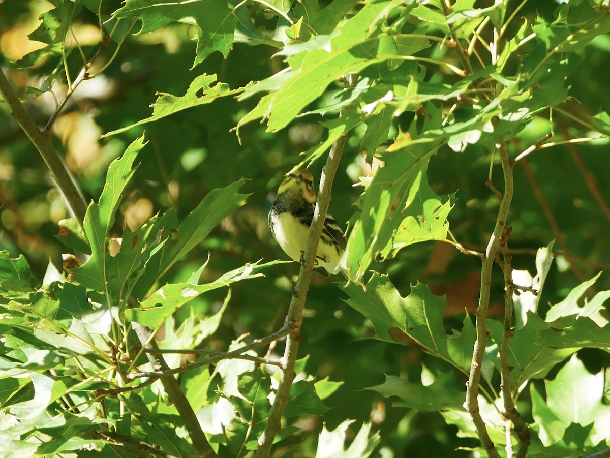 Black-throated Green Warbler - ML643905398
