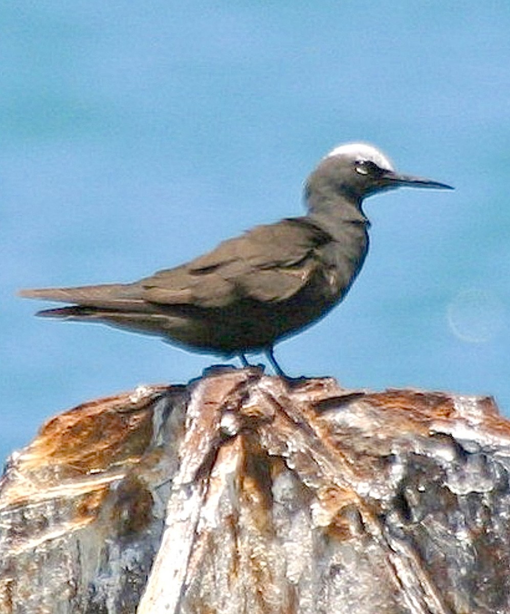 Black Noddy - ML643905400