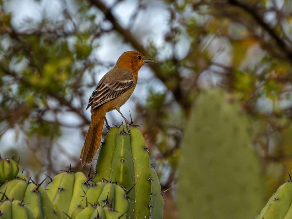 Hooded Oriole (cucullatus/sennetti) - ML643905407