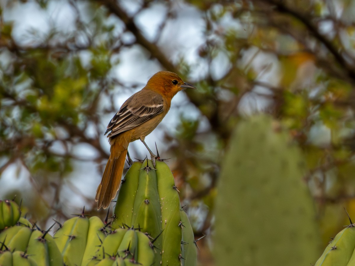Hooded Oriole (cucullatus/sennetti) - ML643905408