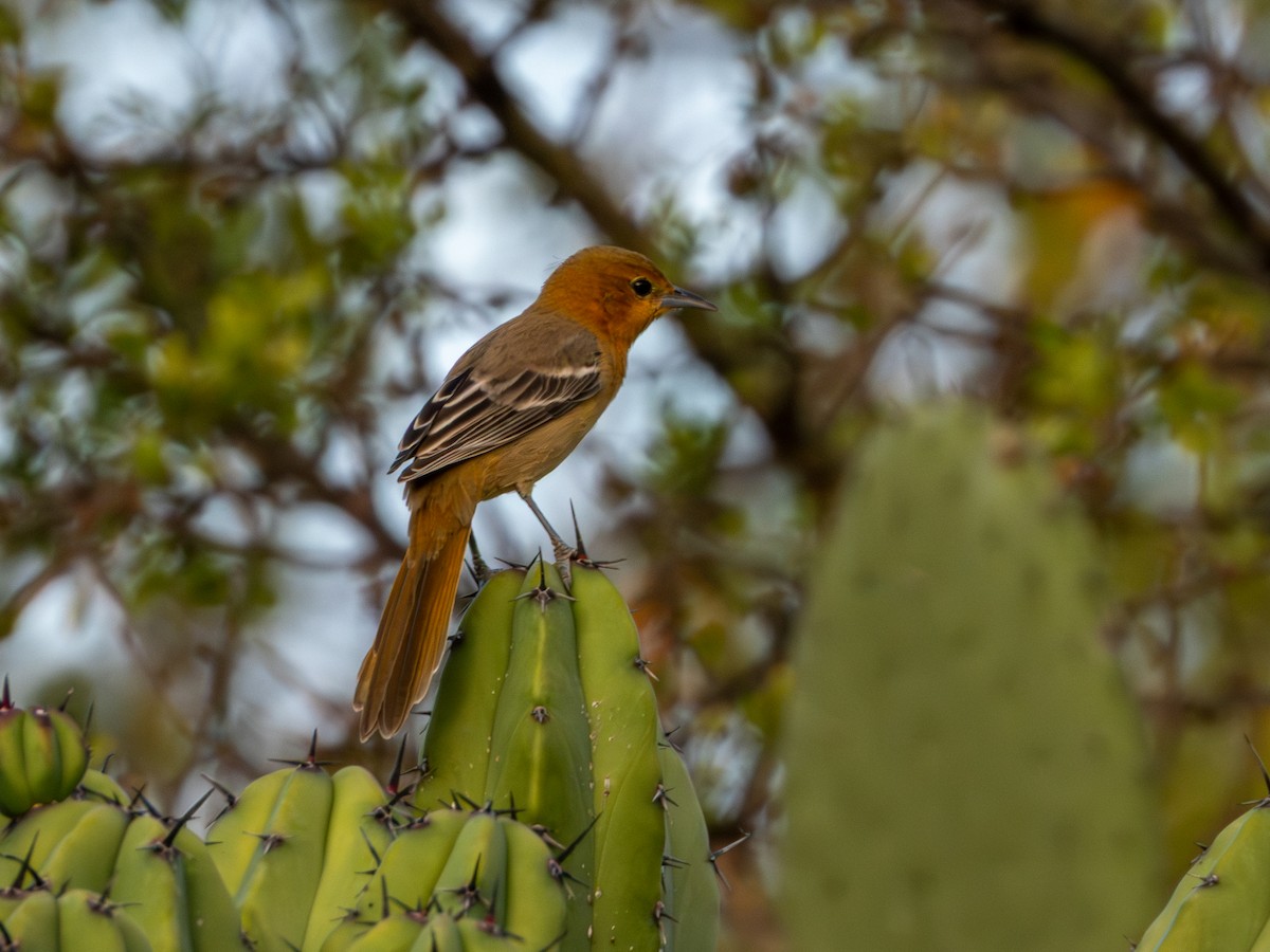Hooded Oriole (cucullatus/sennetti) - ML643905409