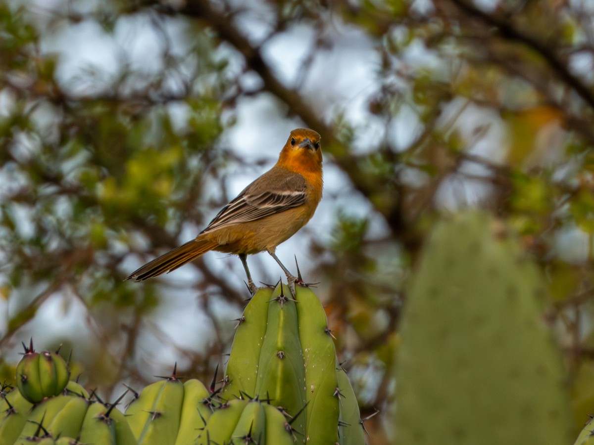 Hooded Oriole (cucullatus/sennetti) - ML643905410