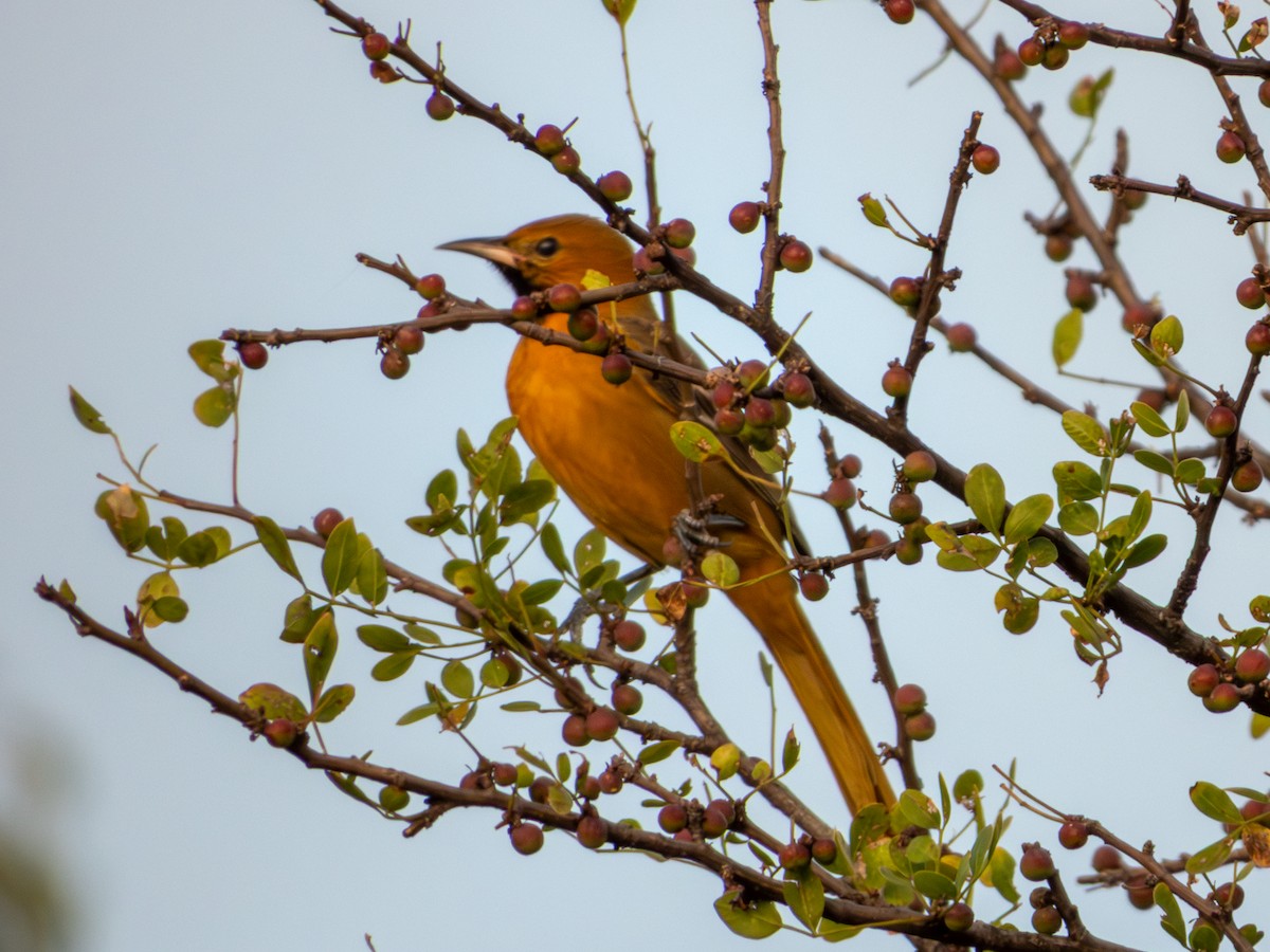 Hooded Oriole (cucullatus/sennetti) - ML643905412