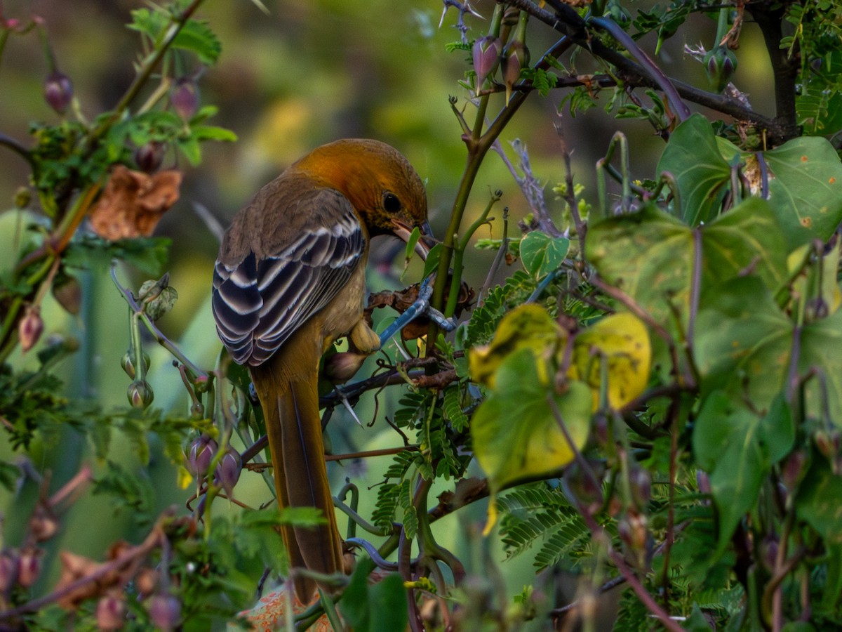 Hooded Oriole (cucullatus/sennetti) - ML643905413