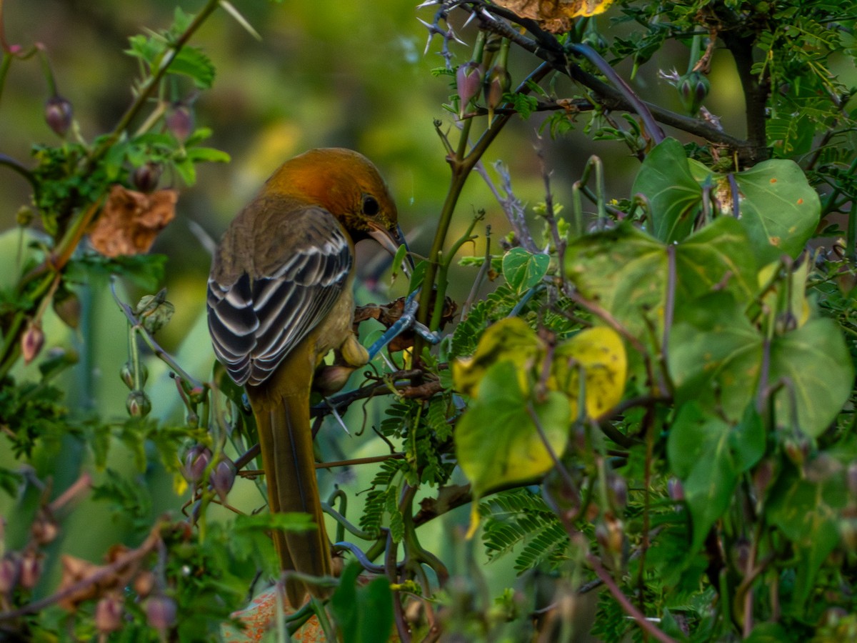 Hooded Oriole (cucullatus/sennetti) - ML643905414