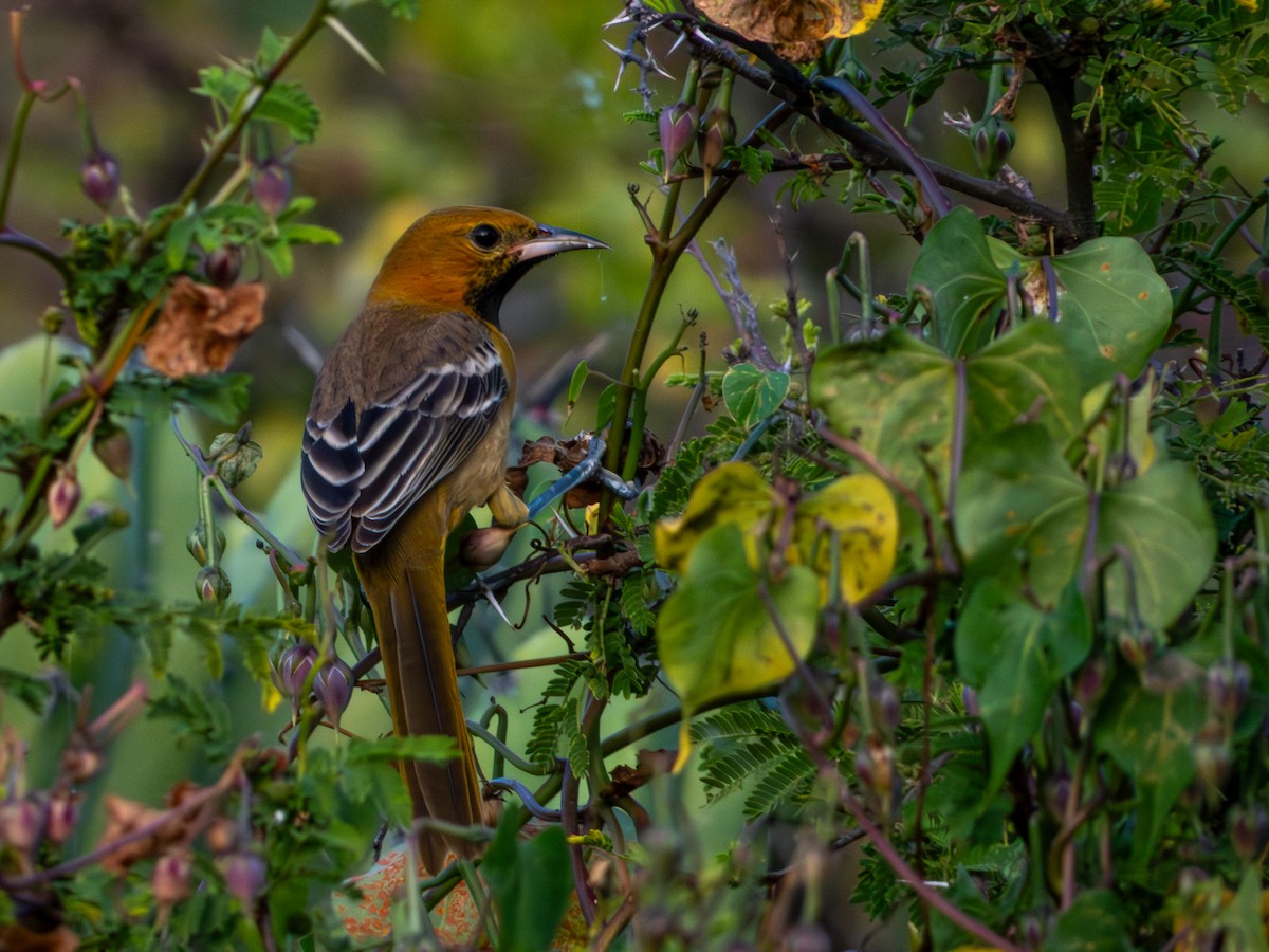 Hooded Oriole (cucullatus/sennetti) - ML643905415
