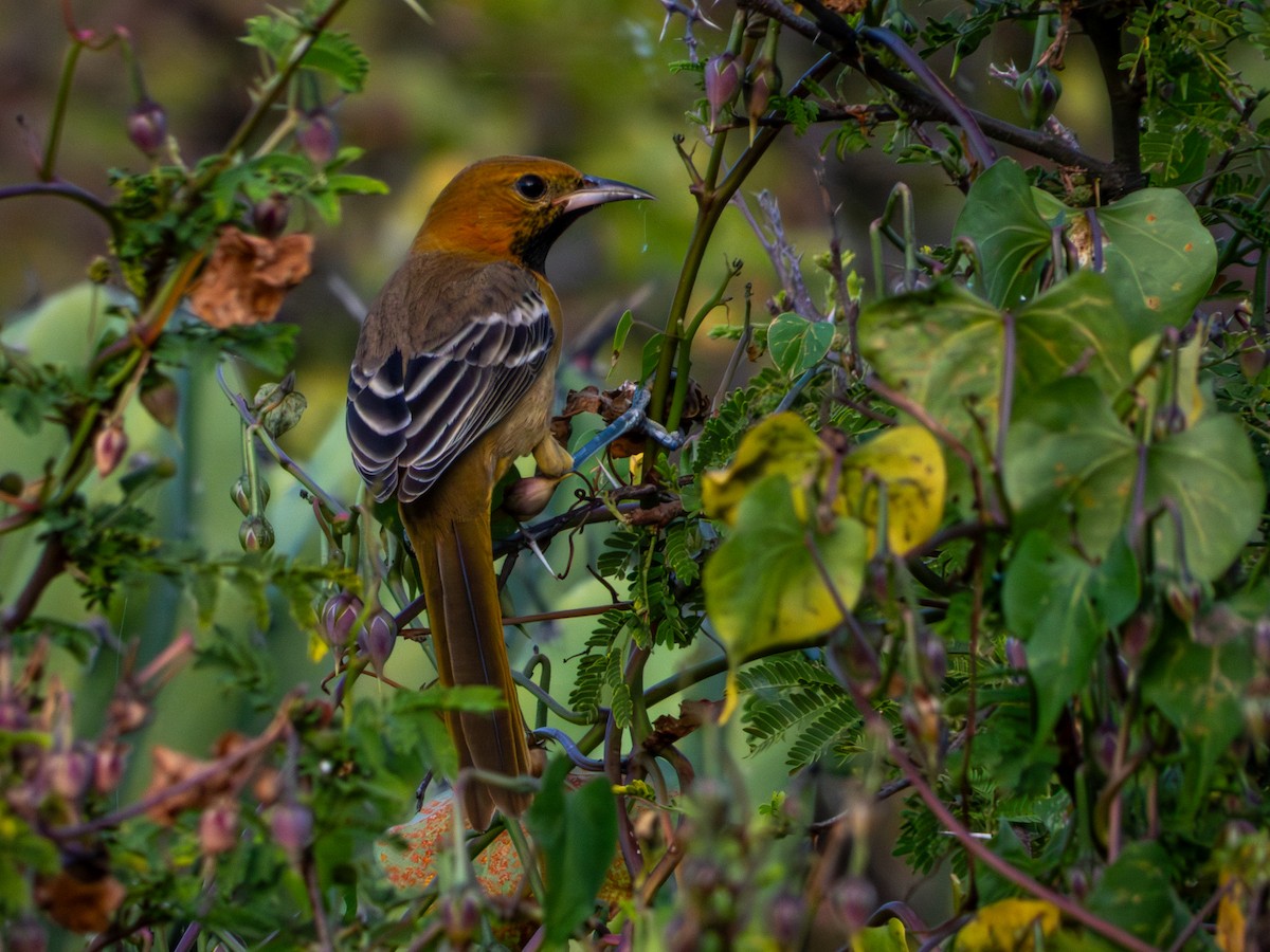 Hooded Oriole (cucullatus/sennetti) - ML643905416