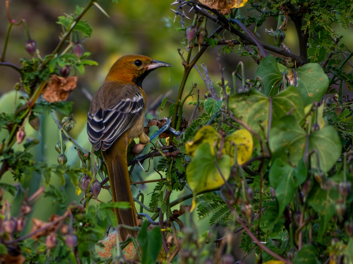 Hooded Oriole (cucullatus/sennetti) - ML643905417
