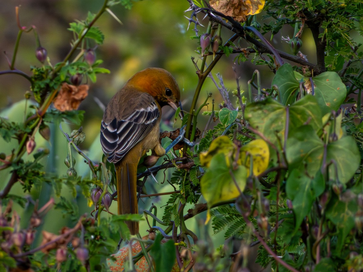 Hooded Oriole (cucullatus/sennetti) - ML643905418