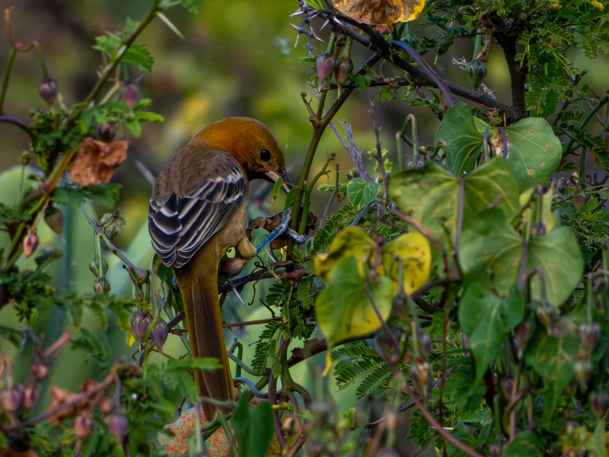 Hooded Oriole (cucullatus/sennetti) - ML643905419
