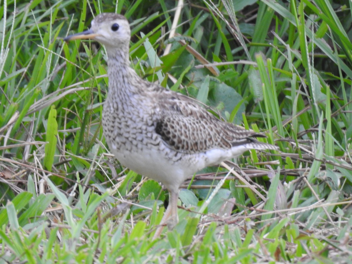 Upland Sandpiper - ML643905439