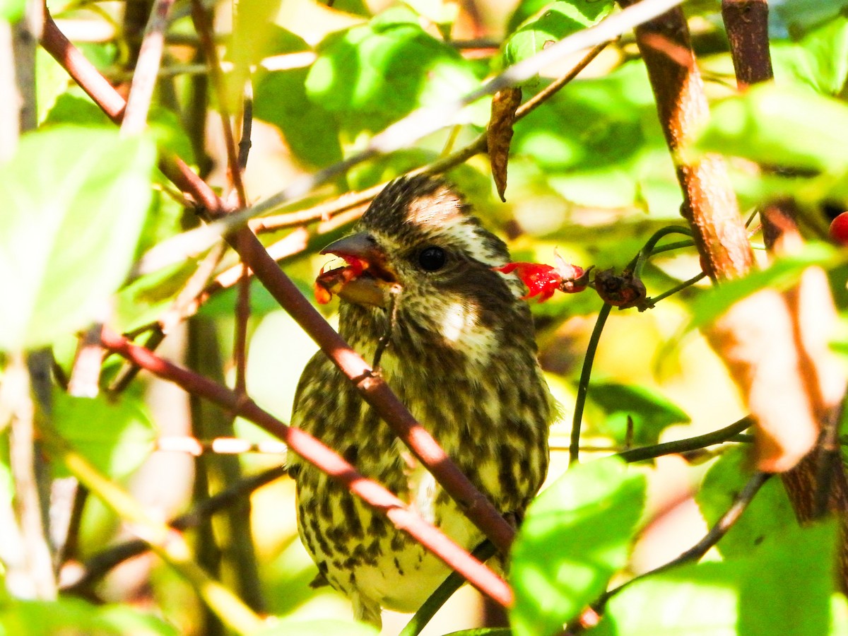 Purple Finch - ML643905447