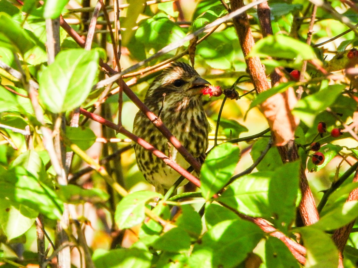 Purple Finch - ML643905448