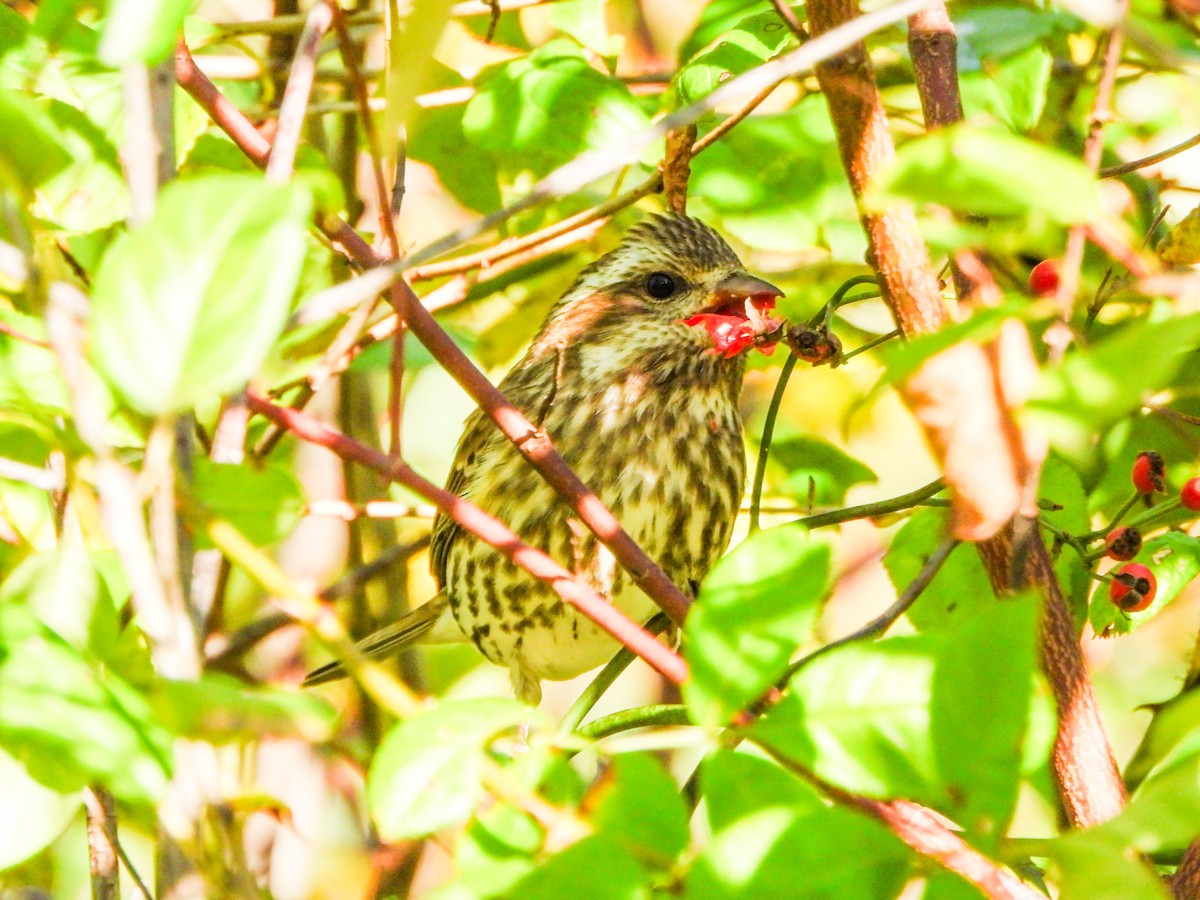 Purple Finch - ML643905449