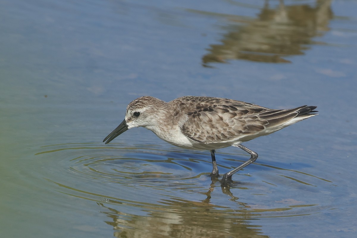 Semipalmated Sandpiper - ML643905454