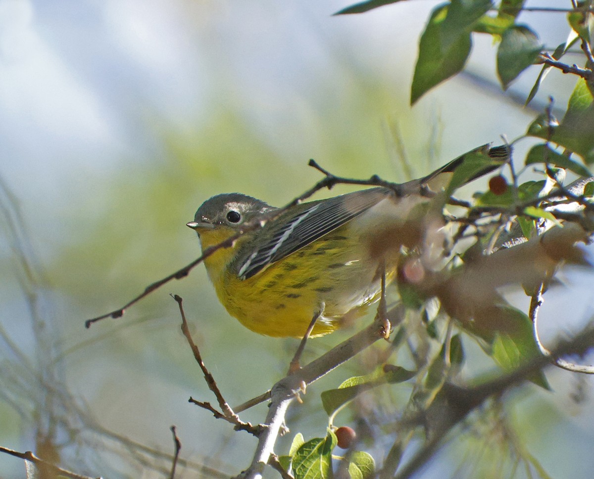 Magnolia Warbler - ML643905457