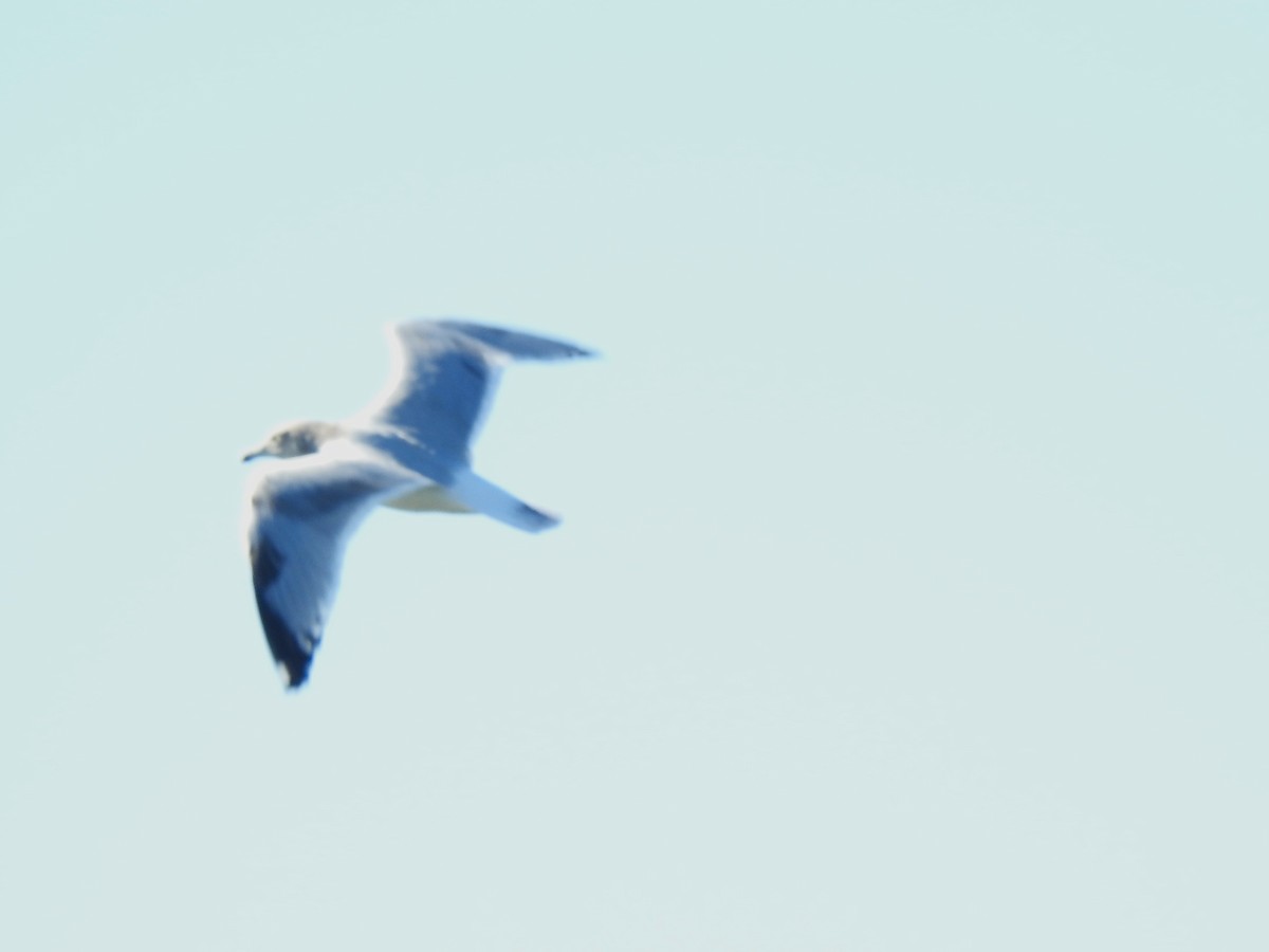 gull sp. - ML643905464