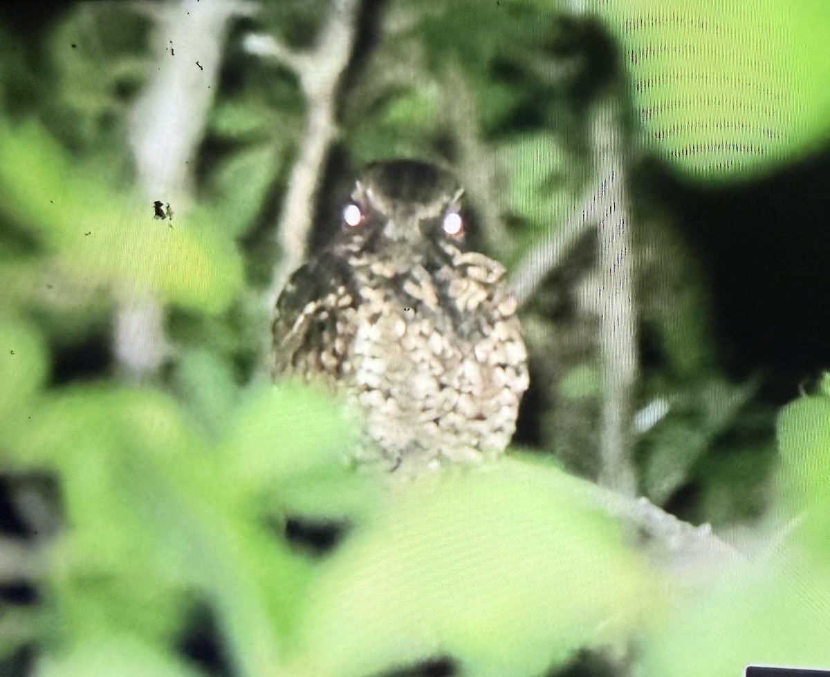 Puerto Rican Nightjar - ML643905473