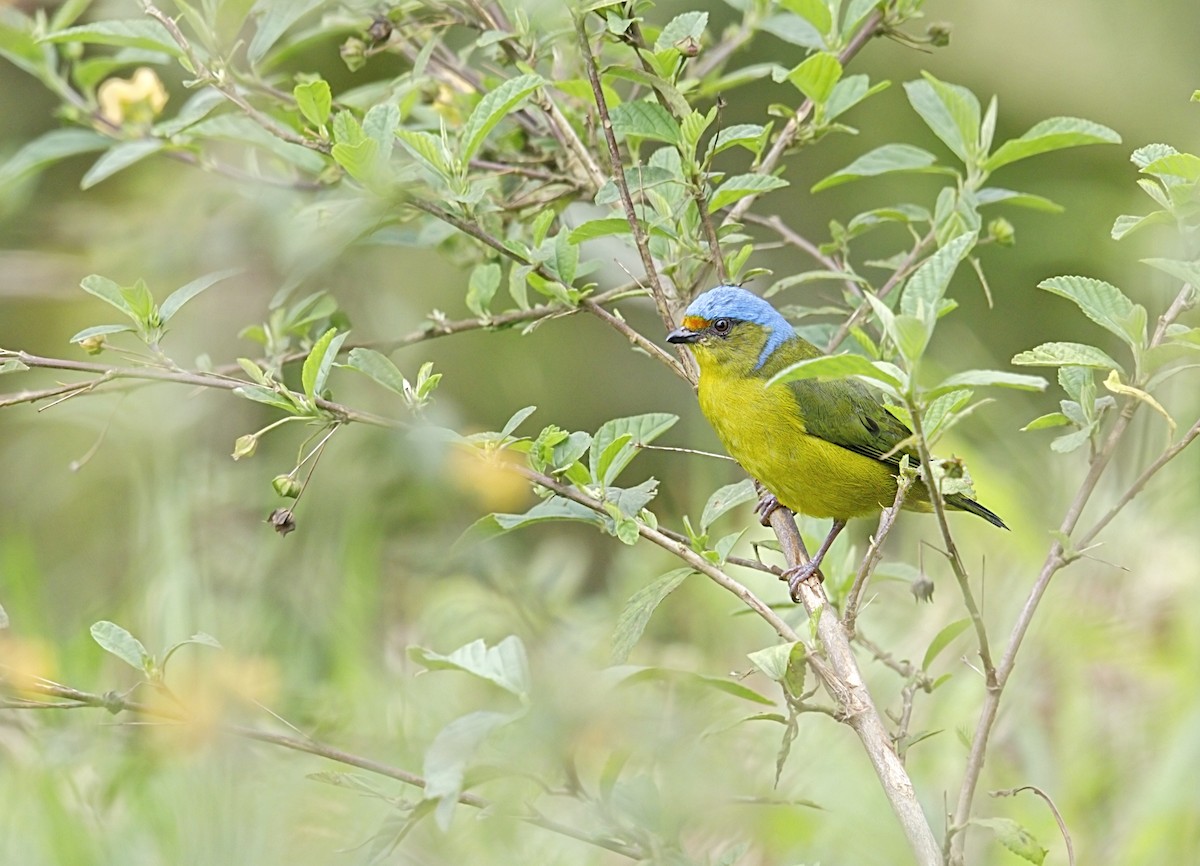 Golden-rumped Euphonia - ML643905481