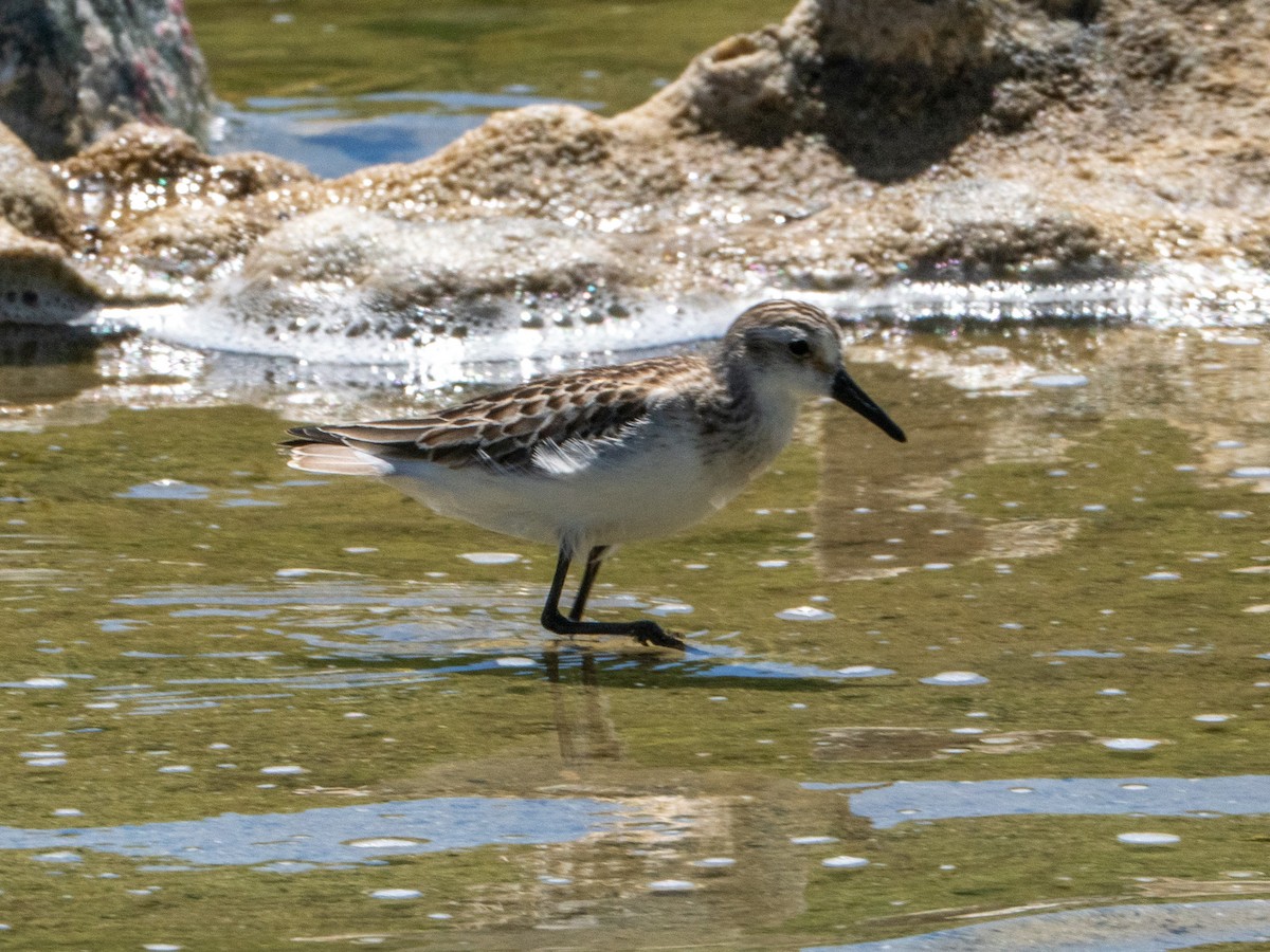 Semipalmated Sandpiper - ML643905488
