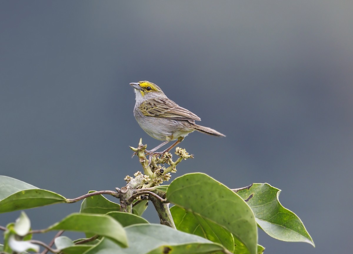 Yellow-browed Sparrow - ML643905492