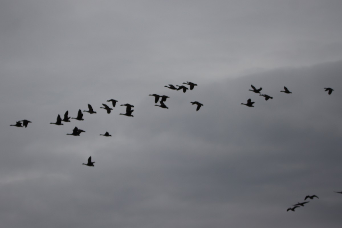 Canada Goose - ML643905531
