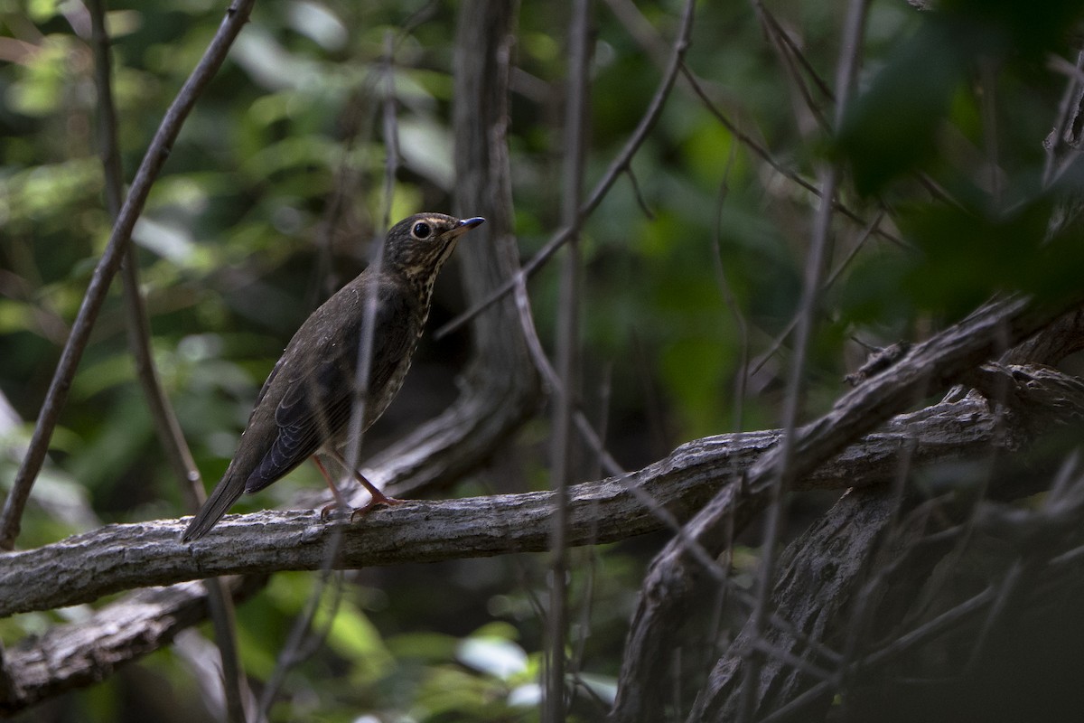 Swainson's Thrush - ML643905540