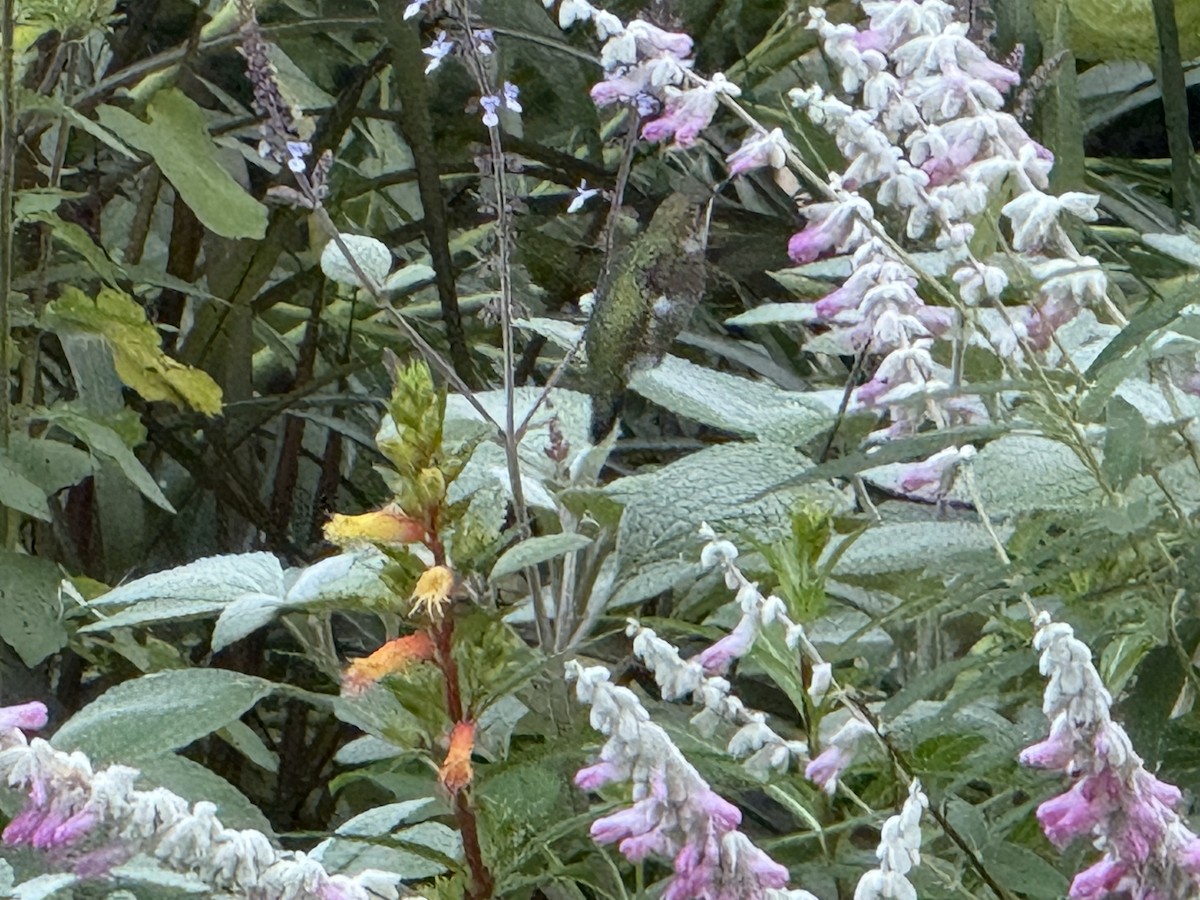 Colibri à gorge rubis - ML643905544