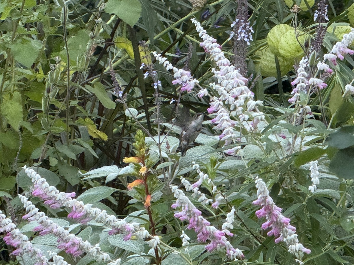 Colibri à gorge rubis - ML643905546
