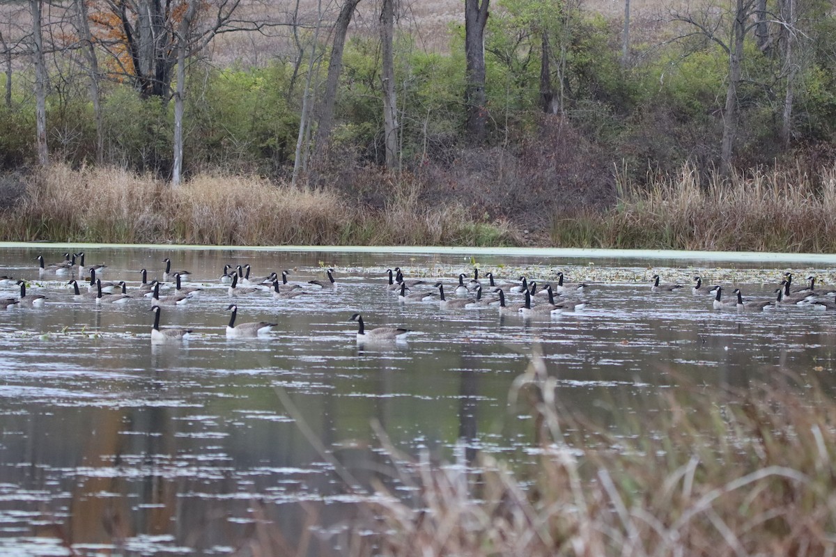 Canada Goose - ML643905552