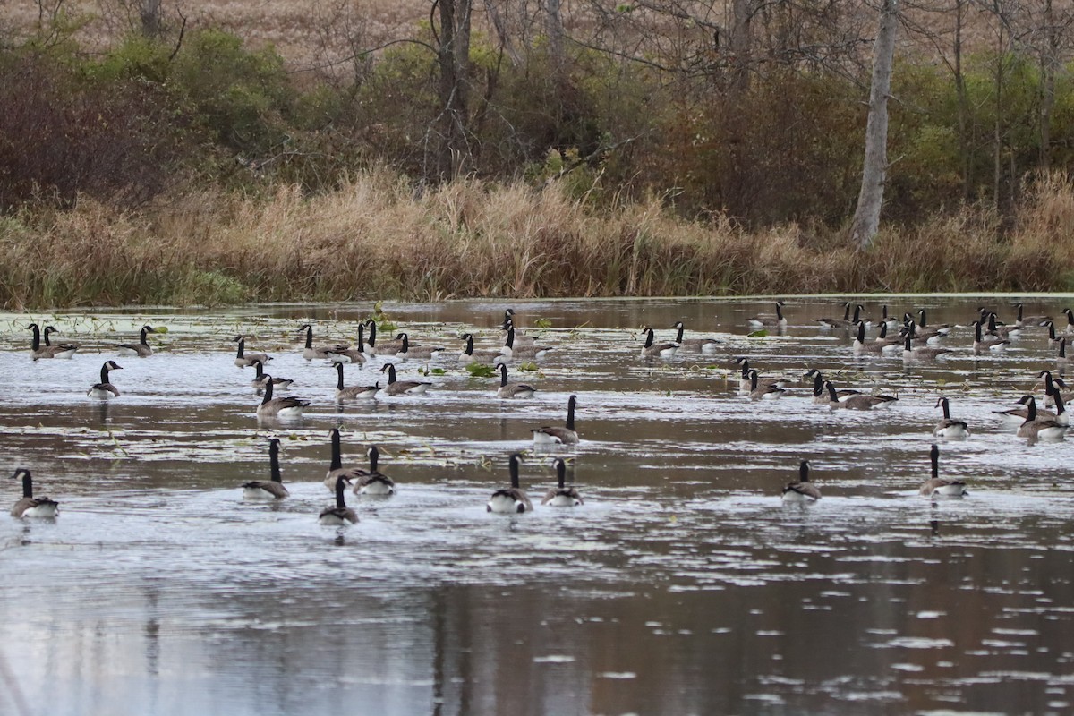 Canada Goose - ML643905554