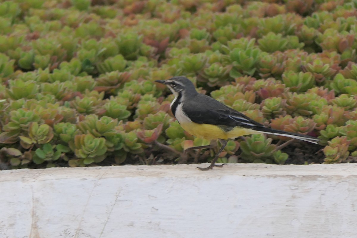 Madagascar Wagtail - ML643905557